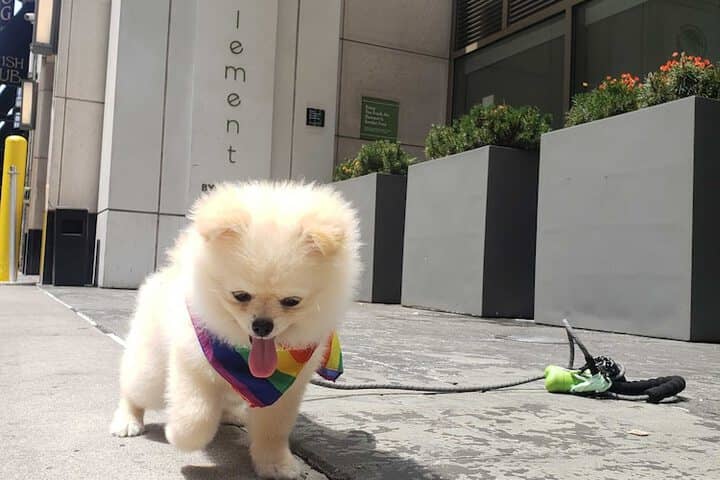 Pet-friendly